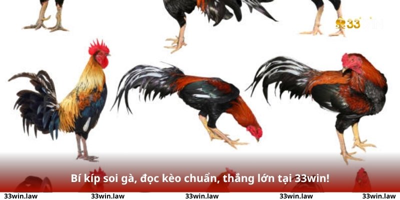 Bí kíp soi gà, đọc kèo chuẩn, thắng lớn tại 33win!