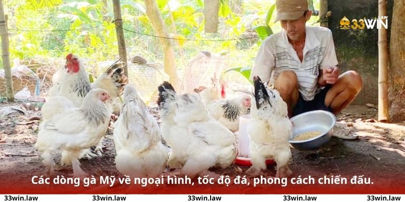 Hình ảnh so sánh chi tiết các dòng gà Mỹ về ngoại hình, tốc độ đá, phong cách chiến đấu.