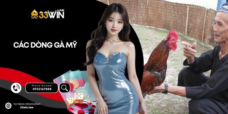 Top 7 các dòng gà Mỹ nổi tiếng nhất hiện nay