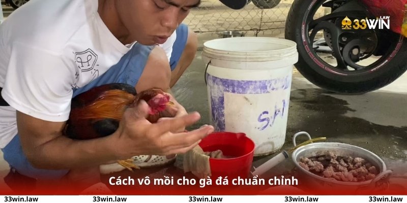 Cách vô mồi cho gà đá chuẩn chỉnh