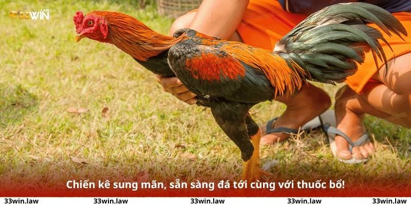 Chiến kê sung mãn, sẵn sàng đá tới cùng với thuốc bổ!