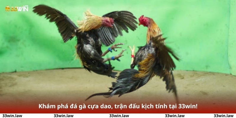 Khám phá đá gà cựa dao, trận đấu kịch tính tại 33win!