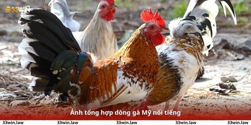 Ảnh tổng hợp dòng gà Mỹ nổi tiếng – dáng vóc, màu lông và phong cách ra đòn khác biệt.